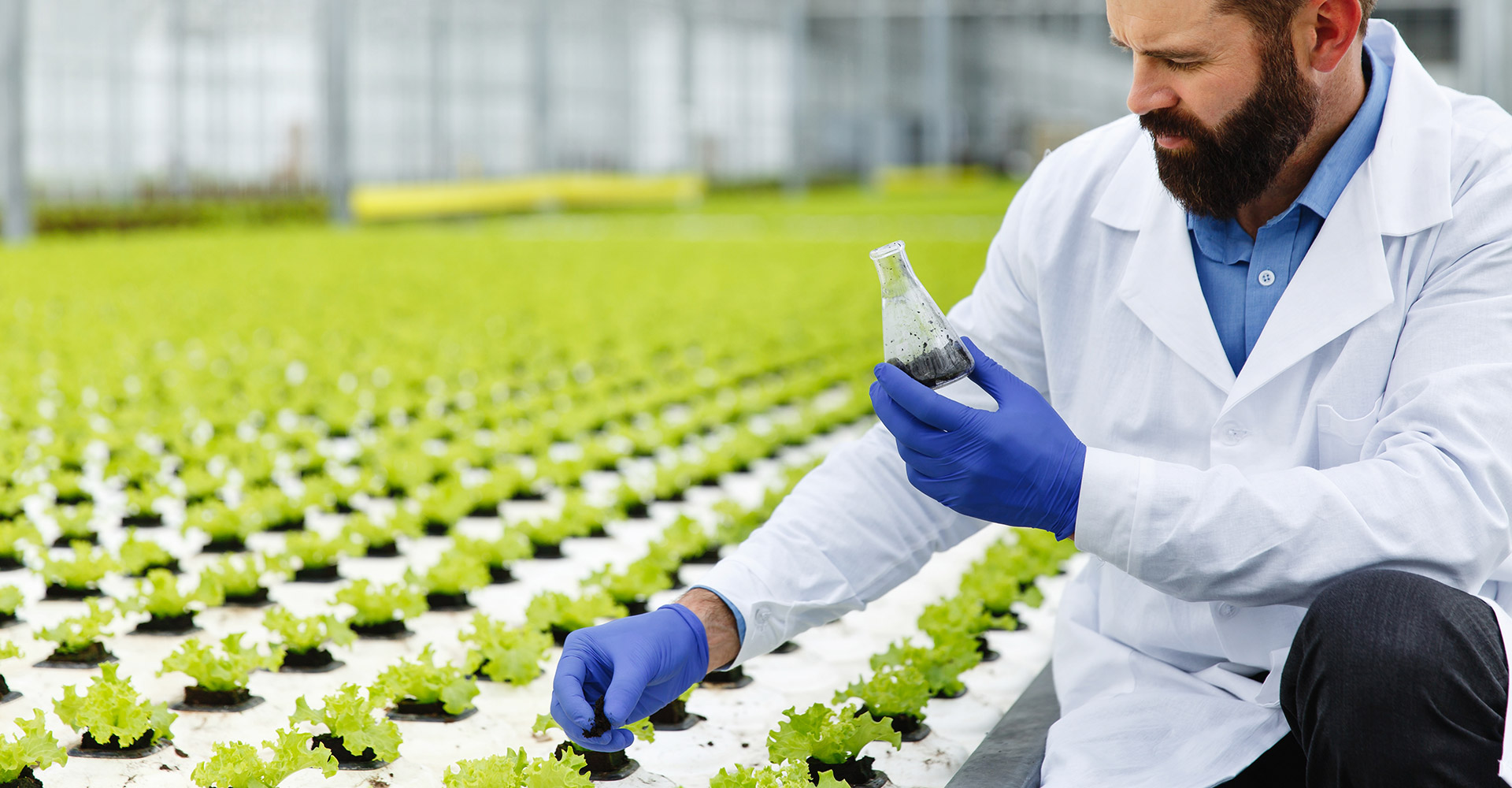 Aroma Tohum | Yüksek Verimli Sertifikalı Profesyonel Tohum Üretimi