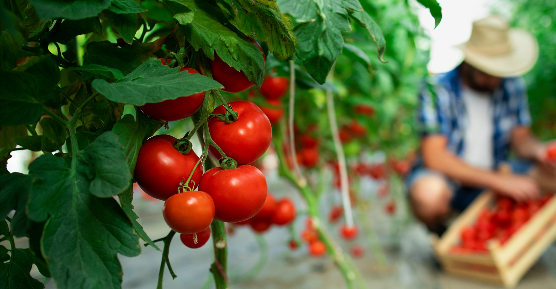 Aroma Tohum | Yüksek Verimli Sertifikalı Profesyonel Tohum Üretimi