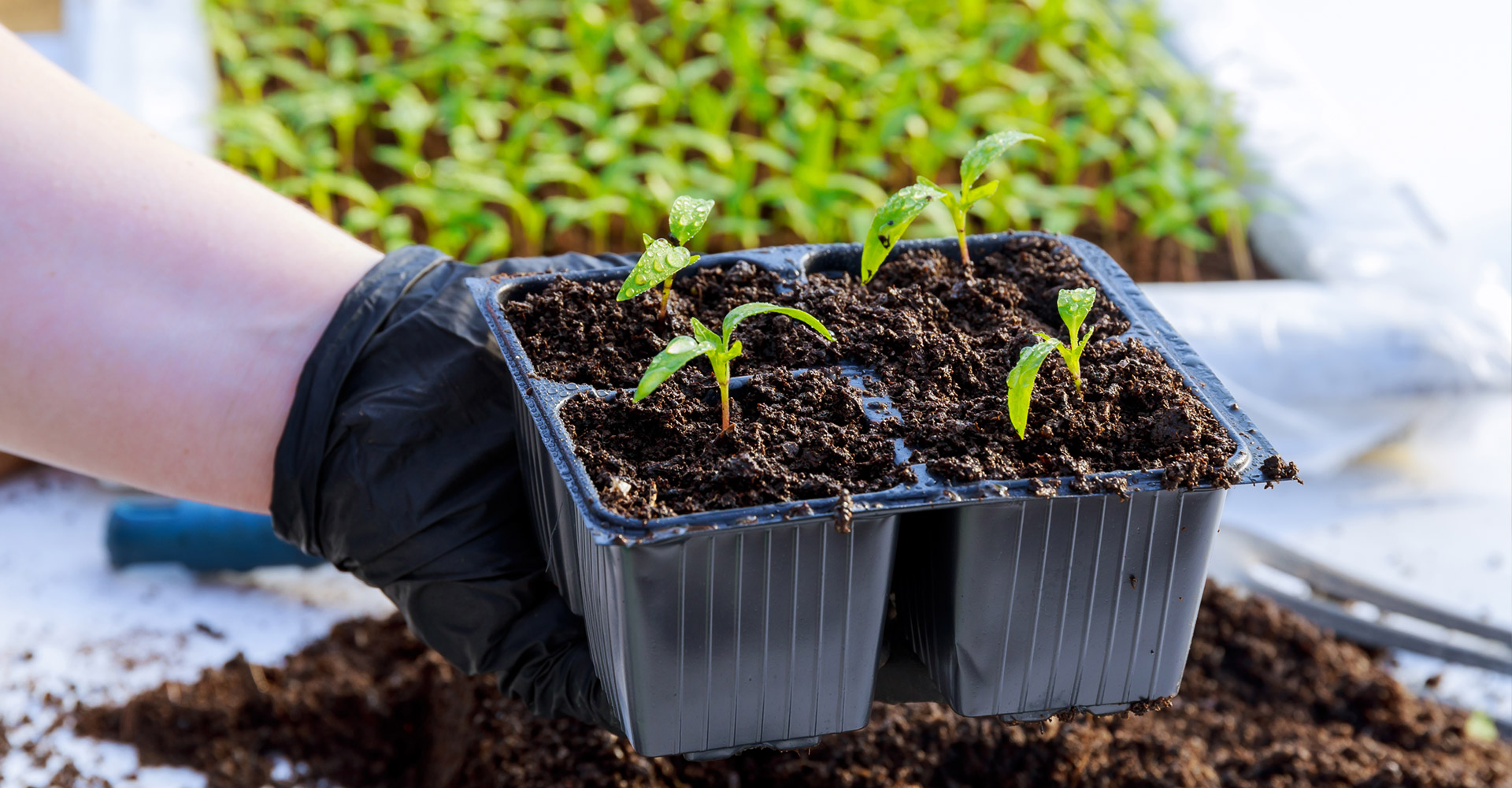 Aroma Tohum | Yüksek Verimli Sertifikalı Profesyonel Tohum Üretimi