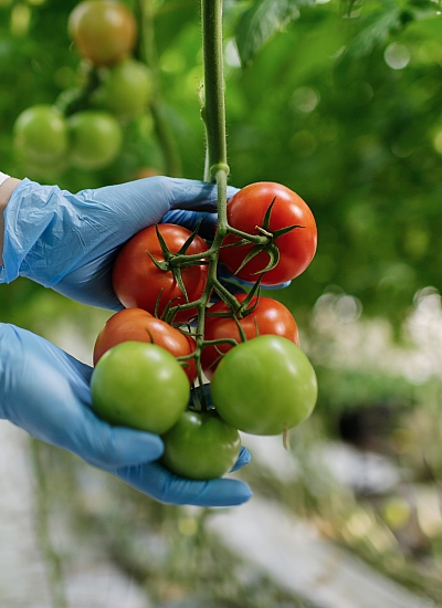 Aroma Tohum | Yüksek Verimli Sertifikalı Profesyonel Tohum Üretimi