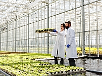 Aroma Tohum | Yüksek Verimli Sertifikalı Profesyonel Tohum Üretimi 1 Aroma Tohum | Yüksek Verimli Sertifikalı Profesyonel Tohum Üretimi 1