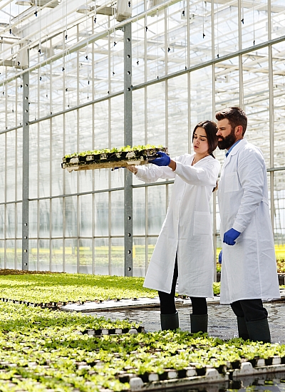 Aroma Tohum | Yüksek Verimli Sertifikalı Profesyonel Tohum Üretimi