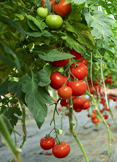 Aroma Tohum | Yüksek Verimli Sertifikalı Profesyonel Tohum Üretimi