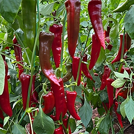 Aroma Tohum | Yüksek Verimli Sertifikalı Profesyonel Tohum Üretimi