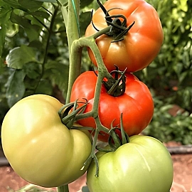 Aroma Tohum | Yüksek Verimli Sertifikalı Profesyonel Tohum Üretimi