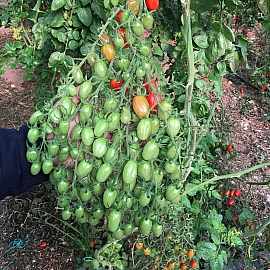 Aroma Tohum | Yüksek Verimli Sertifikalı Profesyonel Tohum Üretimi