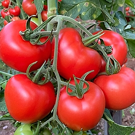 Aroma Tohum | Yüksek Verimli Sertifikalı Profesyonel Tohum Üretimi