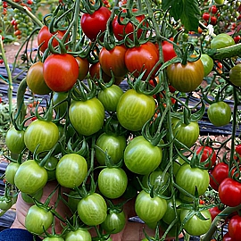 Aroma Tohum | Yüksek Verimli Sertifikalı Profesyonel Tohum Üretimi