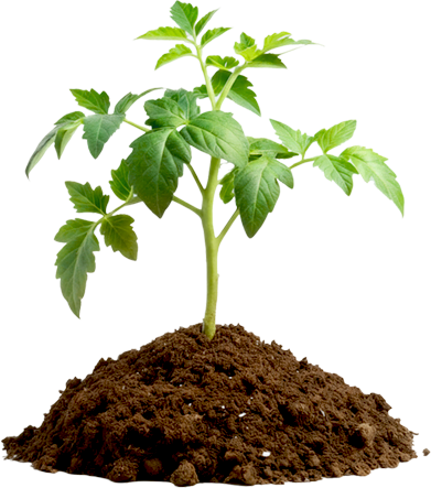 Aroma Tohum | Yüksek Verimli Sertifikalı Profesyonel Tohum Üretimi