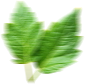 Aroma Tohum | Yüksek Verimli Sertifikalı Profesyonel Tohum Üretimi