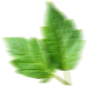 Aroma Tohum | Yüksek Verimli Sertifikalı Profesyonel Tohum Üretimi