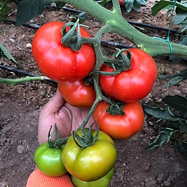 Aroma Tohum | Yüksek Verimli Sertifikalı Profesyonel Tohum Üretimi