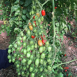 Aroma Tohum | Yüksek Verimli Sertifikalı Profesyonel Tohum Üretimi