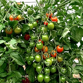 Aroma Tohum | Yüksek Verimli Sertifikalı Profesyonel Tohum Üretimi