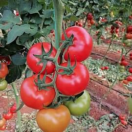 Aroma Tohum | Yüksek Verimli Sertifikalı Profesyonel Tohum Üretimi