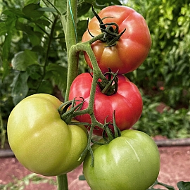 Aroma Tohum | Yüksek Verimli Sertifikalı Profesyonel Tohum Üretimi