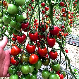 Aroma Tohum | Yüksek Verimli Sertifikalı Profesyonel Tohum Üretimi