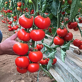 Aroma Tohum | Yüksek Verimli Sertifikalı Profesyonel Tohum Üretimi