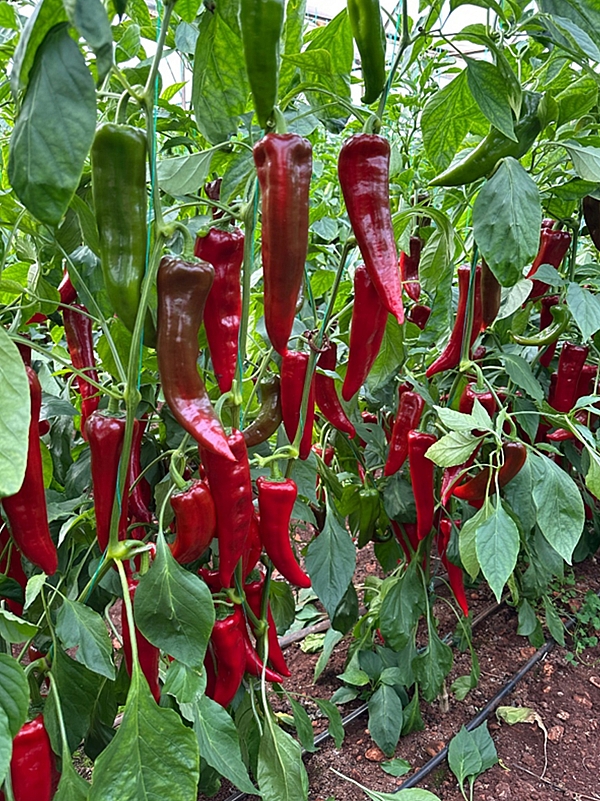 Hazal Kapya Biber Hazal Kapya Biber