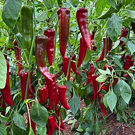 Aroma Tohum | Yüksek Verimli Sertifikalı Profesyonel Tohum Üretimi