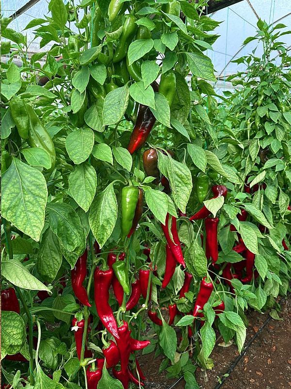 Hazal Kapya Biber Hazal Kapya Biber