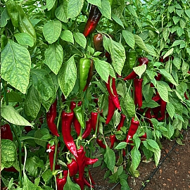 Hazal Kapya Biber 1 Hazal Kapya Biber 1