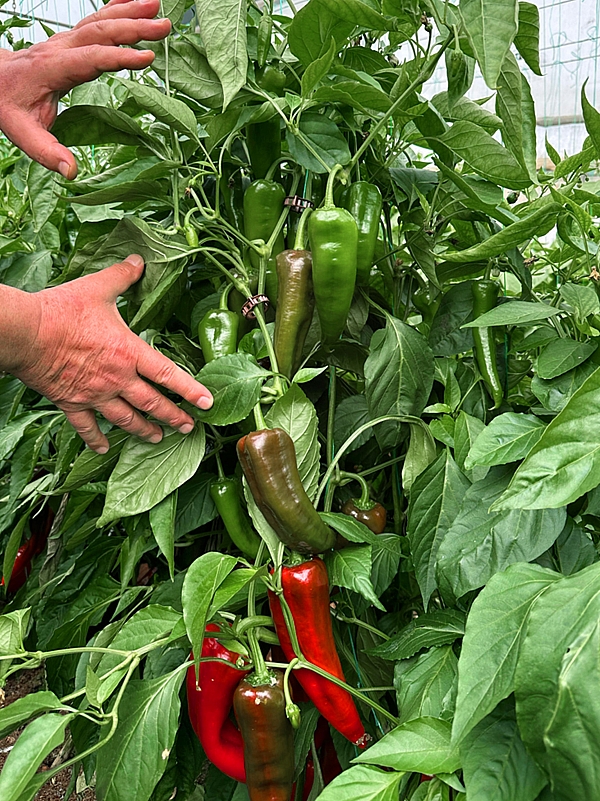 Hazal Kapya Biber Hazal Kapya Biber