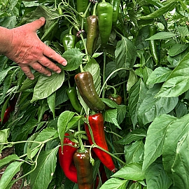 Hazal Kapya Biber 2 Hazal Kapya Biber 2