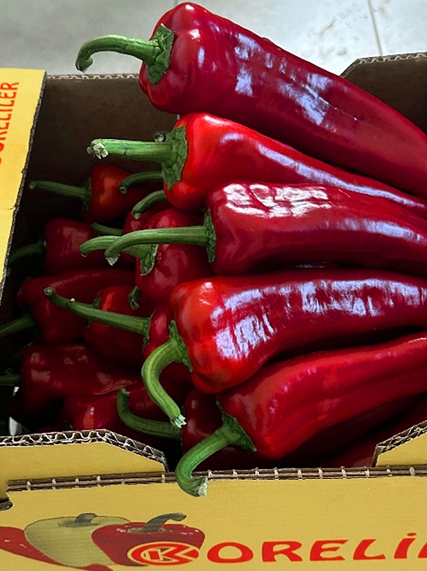 Hazal Kapya Biber Hazal Kapya Biber