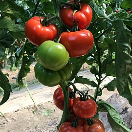 Aroma Tohum | Yüksek Verimli Sertifikalı Profesyonel Tohum Üretimi