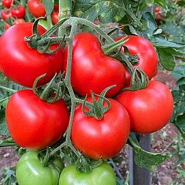 Aroma Tohum | Yüksek Verimli Sertifikalı Profesyonel Tohum Üretimi