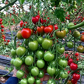 Aroma Tohum | Yüksek Verimli Sertifikalı Profesyonel Tohum Üretimi